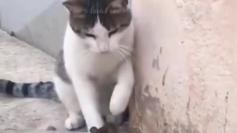 funny animal