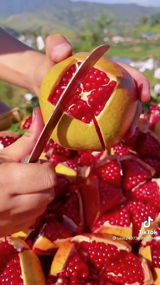 Pomegranate plantation