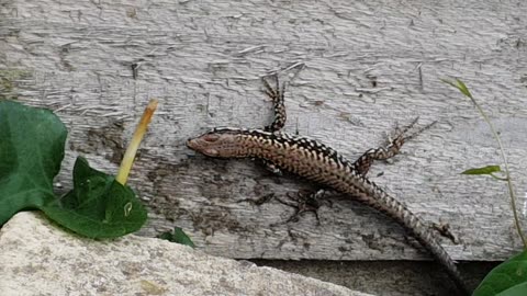 Common Lizard