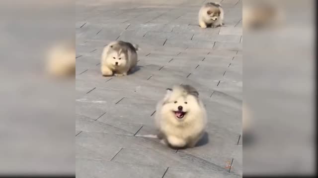 Baby Dogs: 33 Funniest and Cutest Dog Videos | Aww Animals