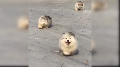 Baby Dogs: 33 Funniest and Cutest Dog Videos | Aww Animals