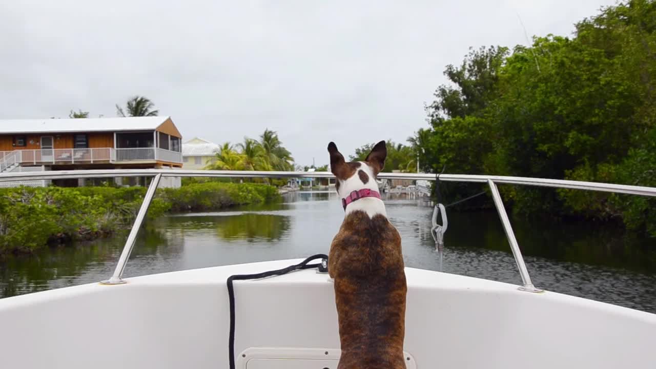 Dog on Boat