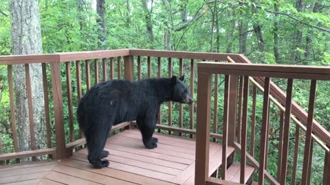 Momma Bear and Cub On Porch in Gatlinburg - BJBourg