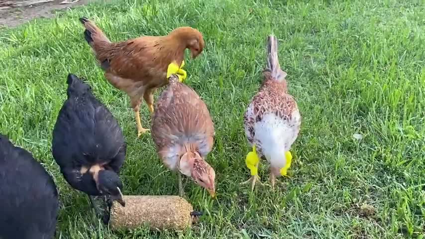 Chickens With T-Rex Arms