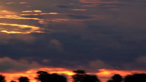 Lion standing in field with sunset