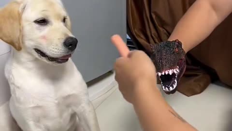 Animals_funy/He is very smart dog 🐕😅😅