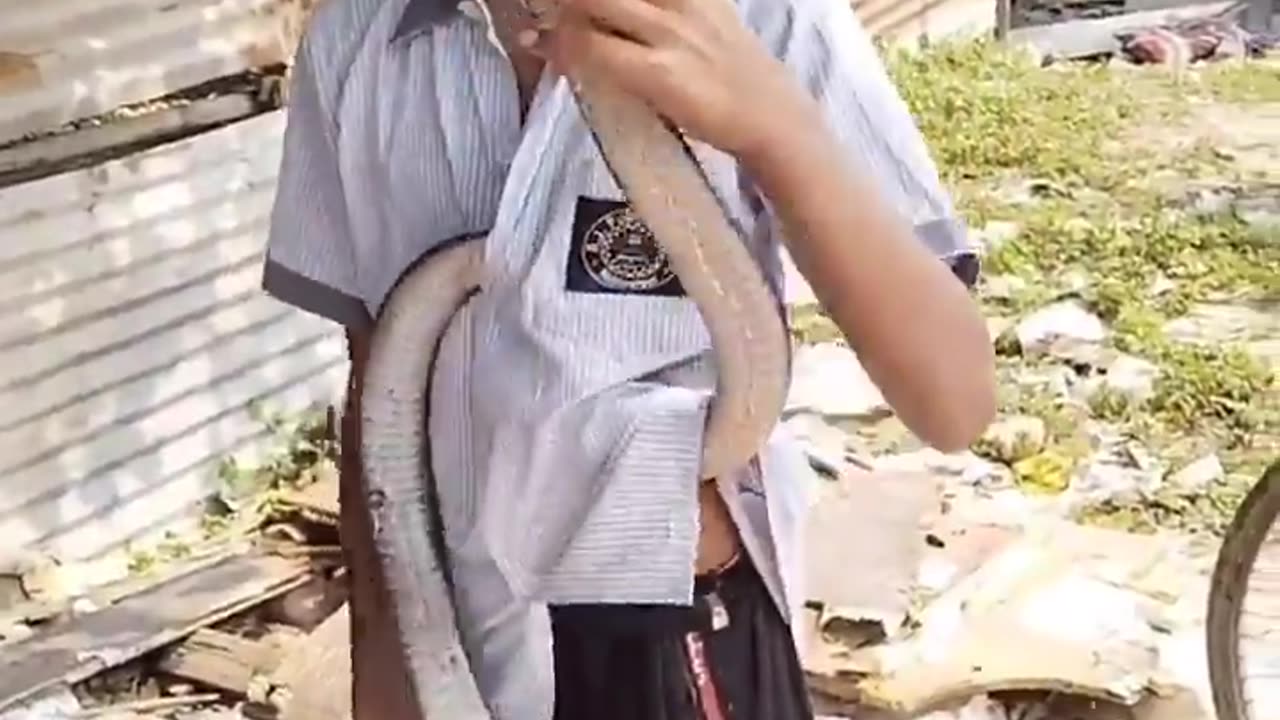 Snake Viral