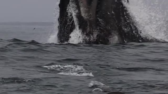 Our daughter lives in Monterey & has seen these