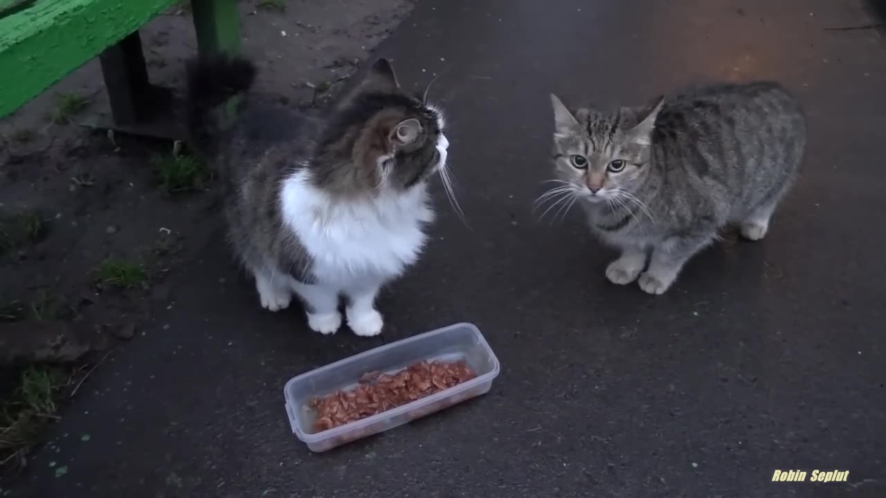 cute cat is saying something to me