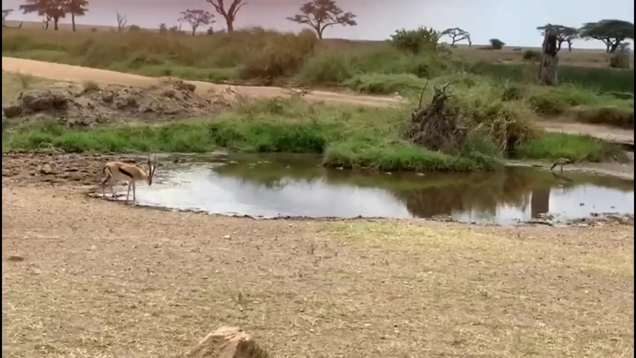 Smart gazelle escaped lion attack