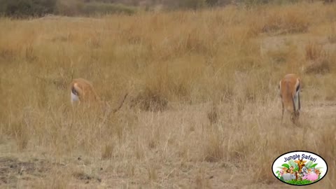 Chase Compilation-Cheetah