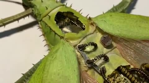 Insect specimen grasshopper