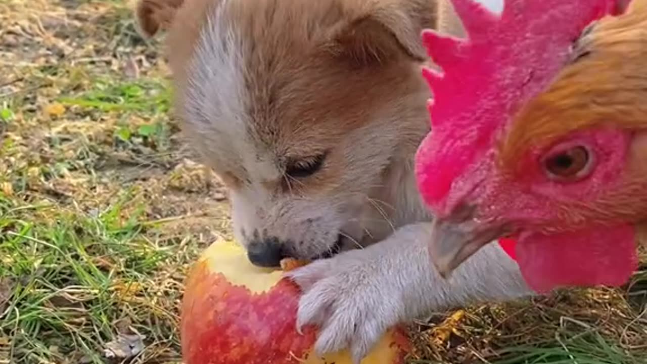 Cute dog and Cute Rabbit playing