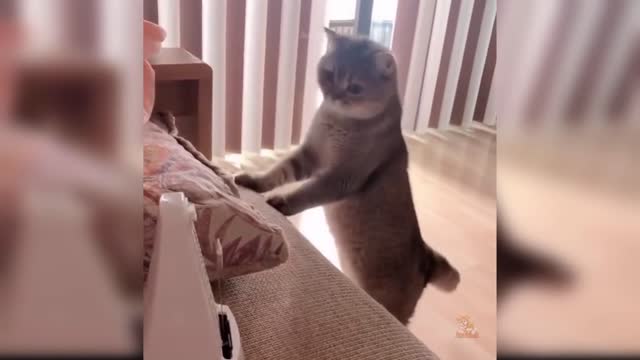 Baby Cats: 40 Cutest and Funniest Cat Videos | Aww Animals