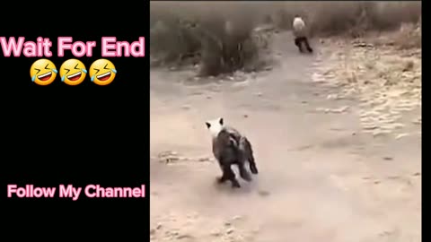 New Funny Video😂Funny Enimals Video 😂😂🤢😷