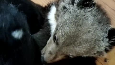 Cute little black bear