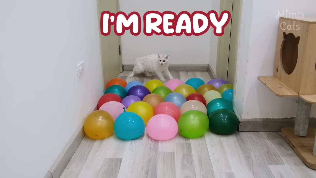 CAT VS BIG WATAR BALLOONS | test cat IQ 😂😂