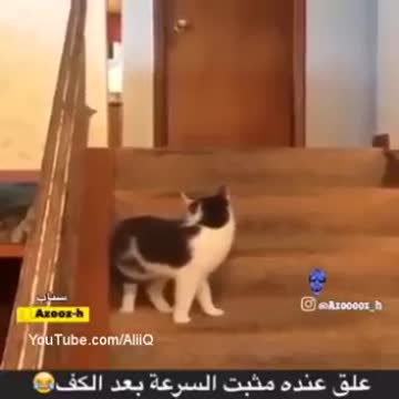the cat of speed