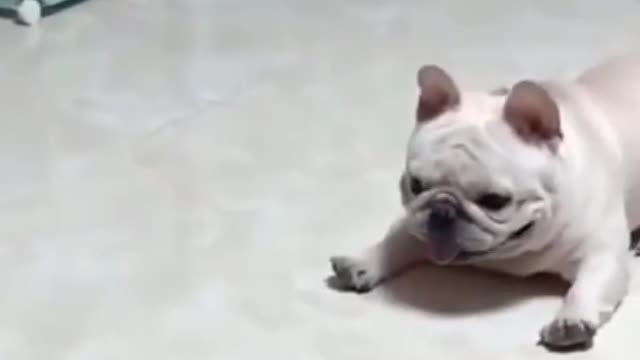 Puppy plays toy