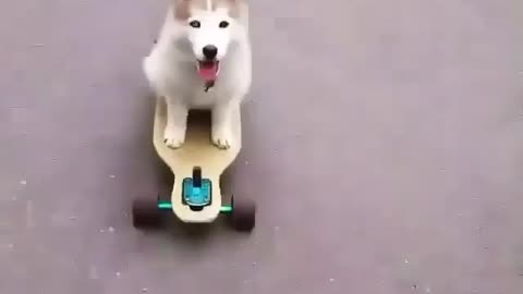 Skatedog (1)