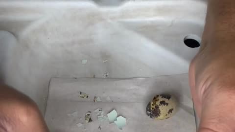 Helping Quail Eggs Hatch