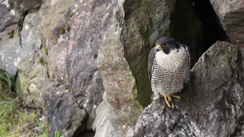 Peregrine Falcon Nesting 4k HQ