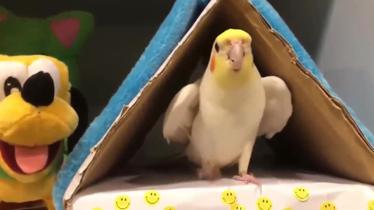 FUNNY PARROTS
