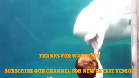 Best Funny Animal Videos Funny Wild And Farm Animals Videos
