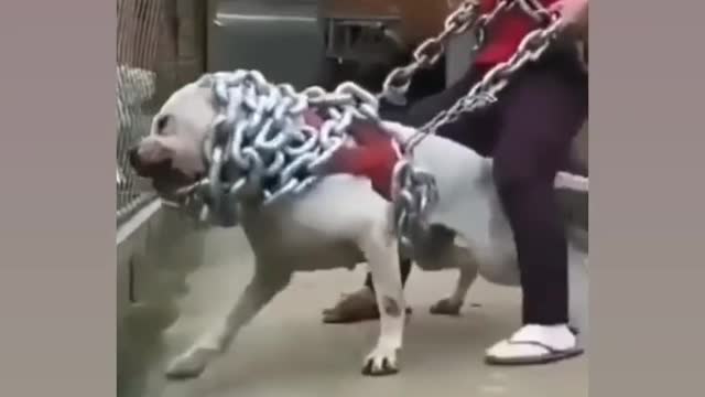 Pitbull Dog power