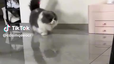 Funny cats