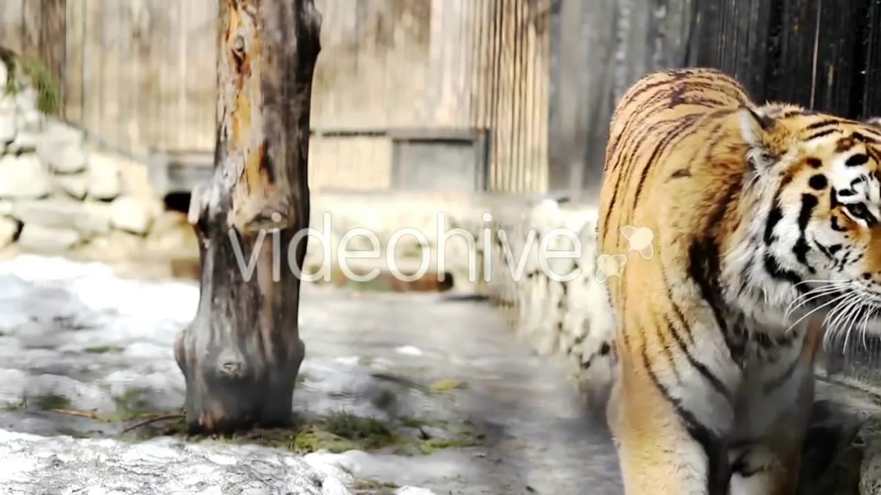 SIBERIAN TIGER #4