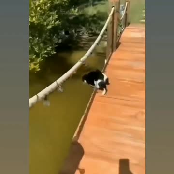 Funny cat 😺🐈 comedy videos