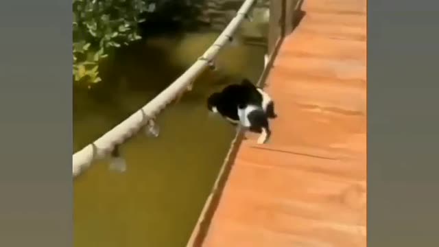 Funny cat 😺🐈 comedy videos