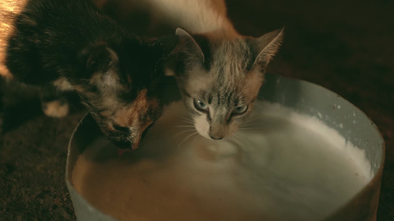 Cats Drinking Milk