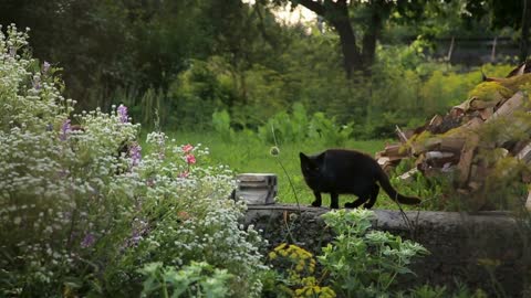 Two cats at the backyard of a coutryside household