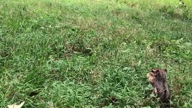 Betty and Hishkabibble filling the cheeks