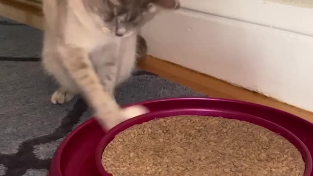 This cat wants to cook the egg but is not able to cook🤣🤣😂😂😂😅😅🙃