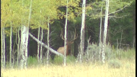 Huge Idaho Bull!