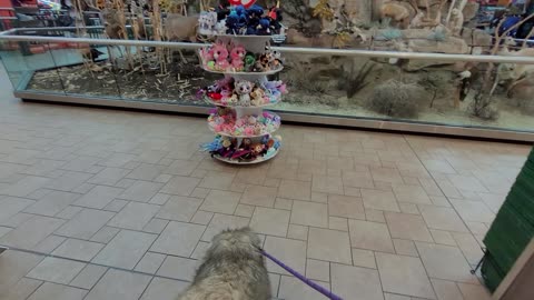 Pixie's Adventure at Scheels in Sandy, UT - Caucasian Ovcharka Dog - Caucasian Shepherd