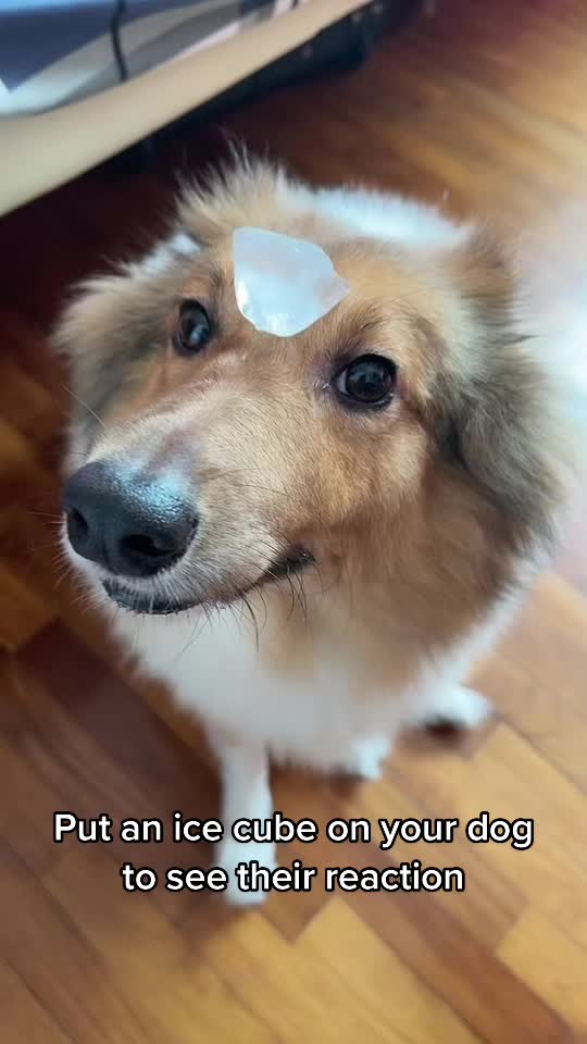 Beautiful clips dogs