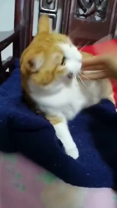 Cats funny videos _ funny videos cats and pets #shorts