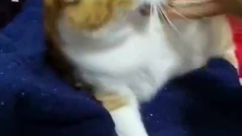 Cats funny videos _ funny videos cats and pets #shorts