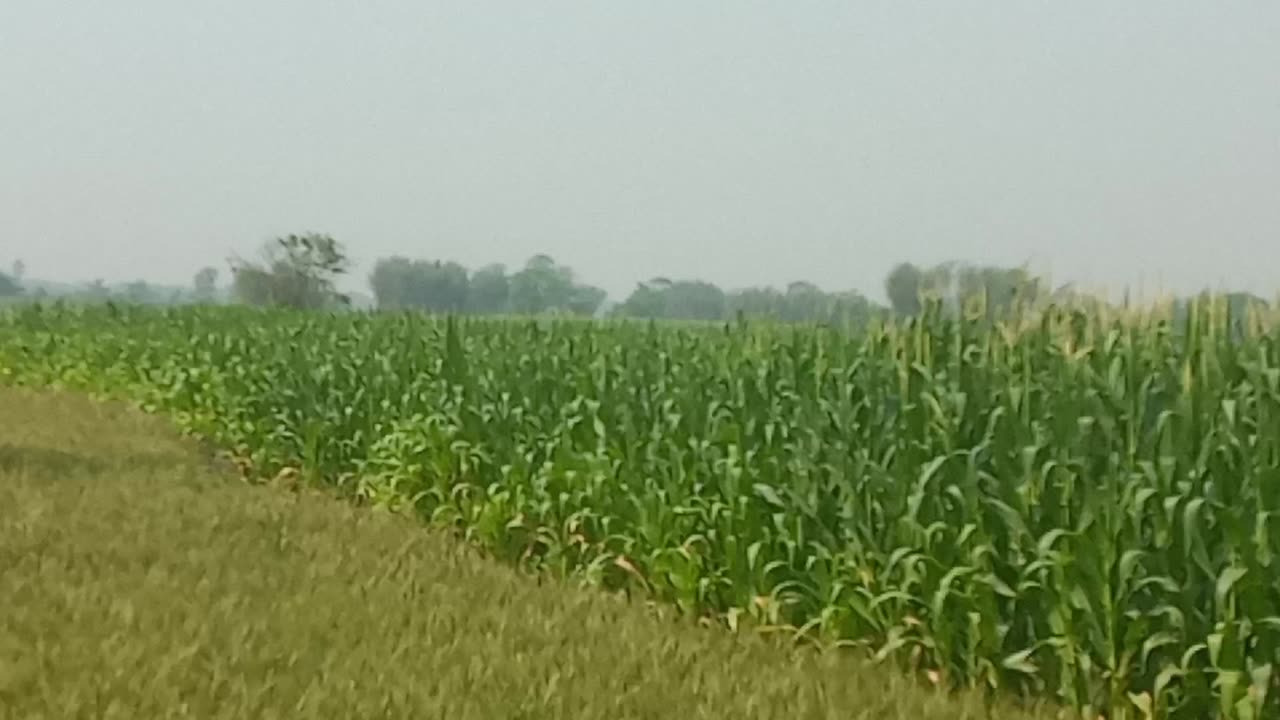 Maize field