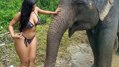 පෙරහැරේ යන අලි විතරයි හැමෝටම පේන්නෙ 😂 #shortvideo #elephant