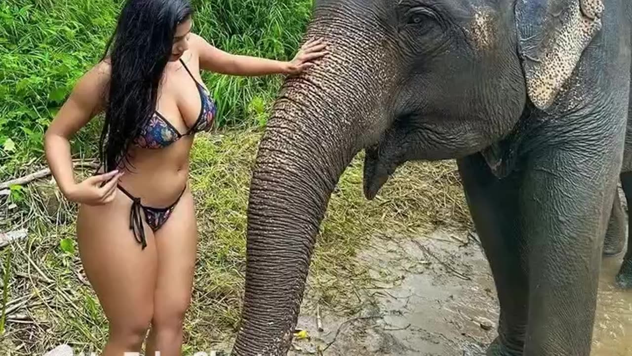 පෙරහැරේ යන අලි විතරයි හැමෝටම පේන්නෙ 😂 #shortvideo #elephant