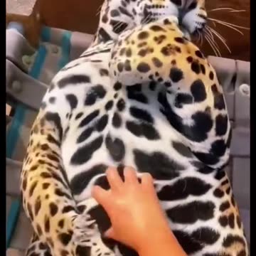 Did you want to play with my cute jaguar?