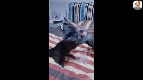 Funniest animals-Best of the funny videos 2022.