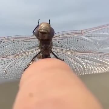 News Break: Dragon Fly