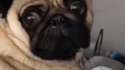 Cute and funny animals