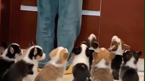 A row of cute little puppies